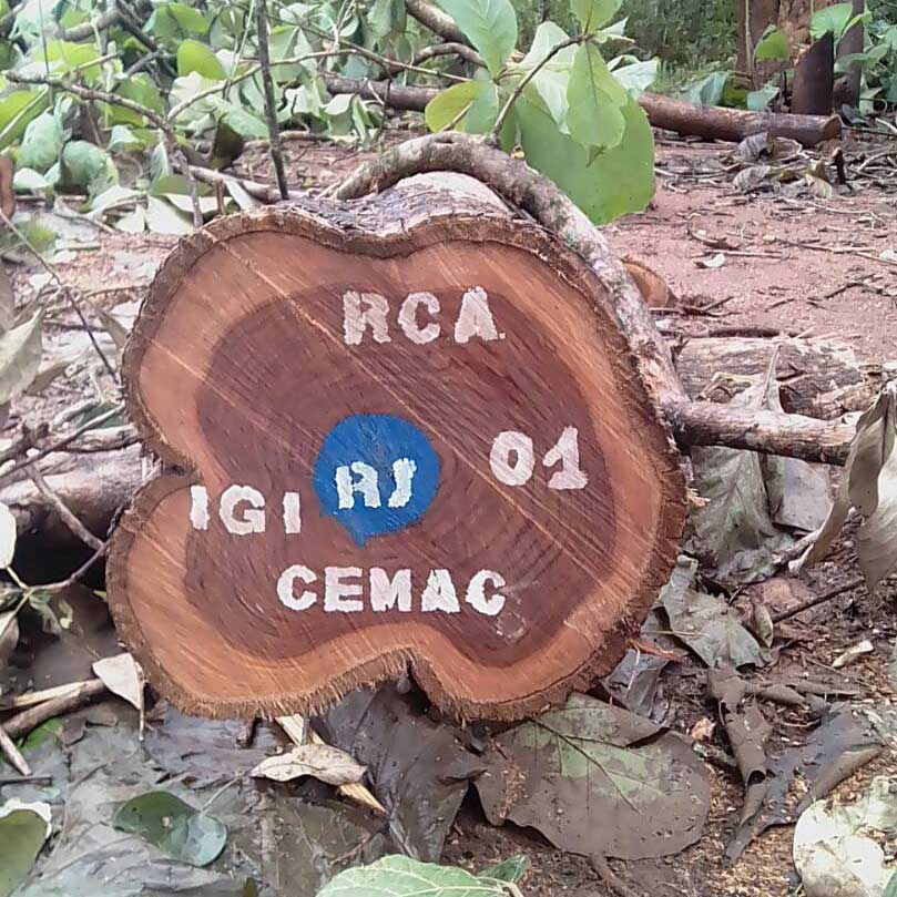 Global Export of Best Timber